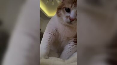 KR TWITTER PORN VIDEOS 00001633
