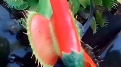 KR TWITTER PORN VIDEOS 00012267