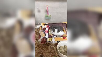 KR TWITTER PORN VIDEOS 00012268