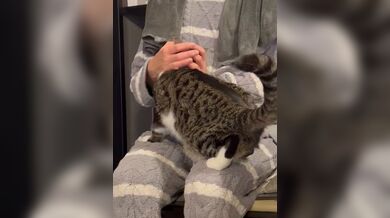 JP TWITTER PORN VIDEOS 00166611