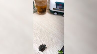 KR TWITTER PORN VIDEOS 00080524