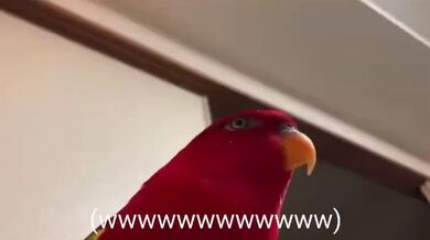 JP TWITTER PORN VIDEOS 00153470