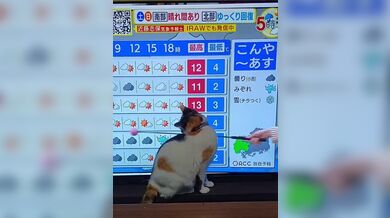 JP TWITTER PORN VIDEOS 00180188