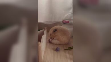 KR TWITTER PORN VIDEOS 00080758