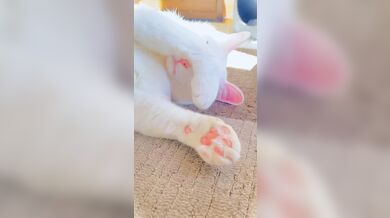 JP TWITTER PORN VIDEOS 00153824