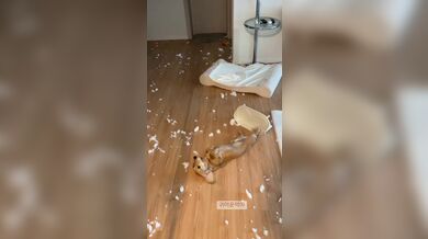 KR TWITTER PORN VIDEOS 00116460