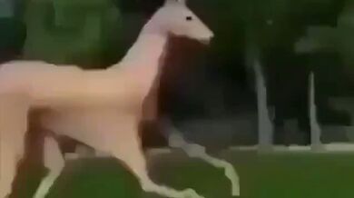 KR TWITTER PORN VIDEOS 00064987