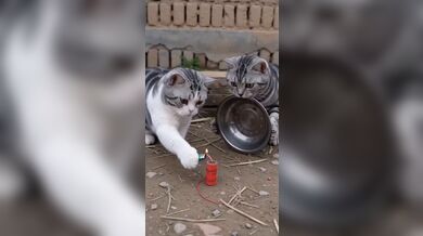 KR TWITTER PORN VIDEOS 00154009
