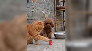 KR TWITTER PORN VIDEOS 00154012