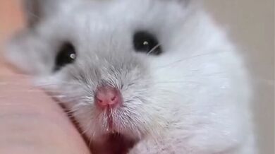 KR TWITTER PORN VIDEOS 00090784