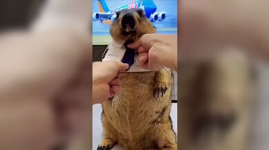 KR TWITTER PORN VIDEOS 00039409