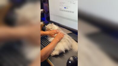 JP TWITTER PORN VIDEOS 00191303