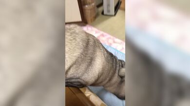 JP TWITTER PORN VIDEOS 00103806