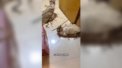 KR TWITTER PORN VIDEOS 00103863