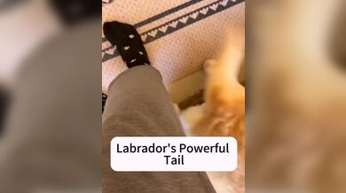 KR TWITTER PORN VIDEOS 00103961