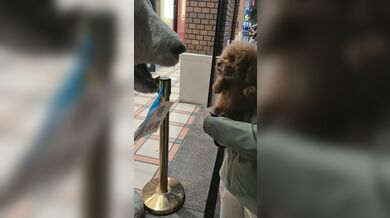 KR TWITTER PORN VIDEOS 00052644