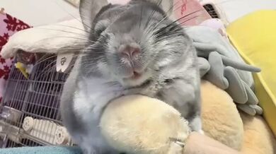 KR TWITTER PORN VIDEOS 00154993