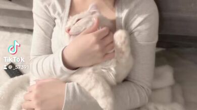 KR TWITTER PORN VIDEOS 00078865