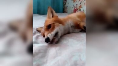 JP TWITTER PORN VIDEOS 00128933