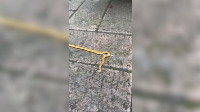 KR TWITTER PORN VIDEOS 00117844