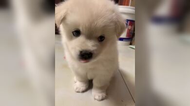 KR TWITTER PORN VIDEOS 00101954
