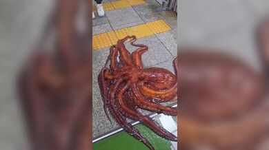 KR TWITTER PORN VIDEOS 00102002