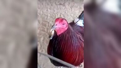 JP TWITTER PORN VIDEOS 00143906