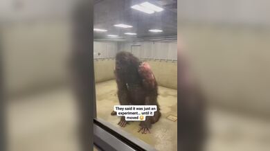 JP TWITTER PORN VIDEOS 00213602