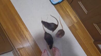 KR TWITTER PORN VIDEOS 00144106