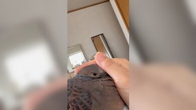 JP TWITTER PORN VIDEOS 00176055