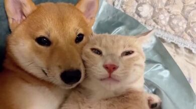KR TWITTER PORN VIDEOS 00016282