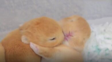 KR TWITTER PORN VIDEOS 00016415