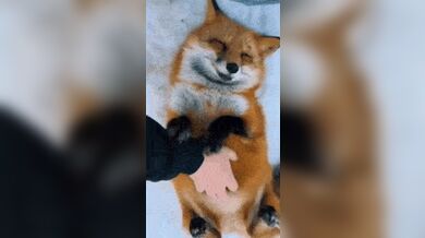 KR TWITTER PORN VIDEOS 00063816