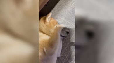 JP TWITTER PORN VIDEOS 00144297