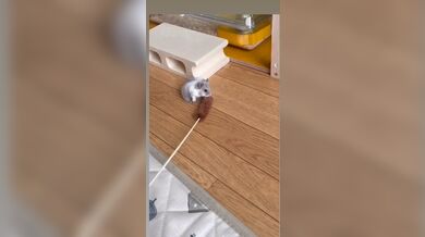 KR TWITTER PORN VIDEOS 00076763