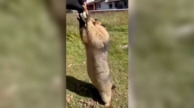 KR TWITTER PORN VIDEOS 00063996