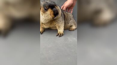 KR TWITTER PORN VIDEOS 00063998