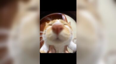 JP TWITTER PORN VIDEOS 00139794