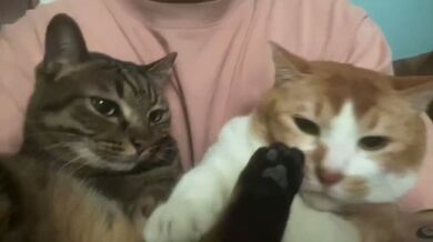 JP TWITTER PORN VIDEOS 00144656