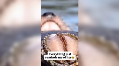 KR TWITTER PORN VIDEOS 00038435