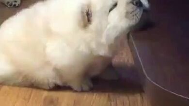 KR TWITTER PORN VIDEOS 00077428