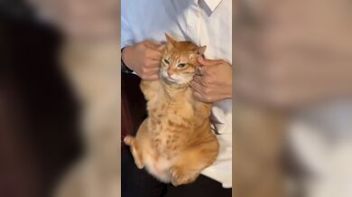 KR TWITTER PORN VIDEOS 00038803