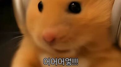 KR TWITTER PORN VIDEOS 00116040