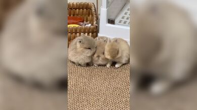 KR TWITTER PORN VIDEOS 00017006