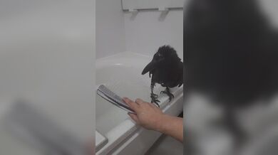 JP TWITTER PORN VIDEOS 00177400