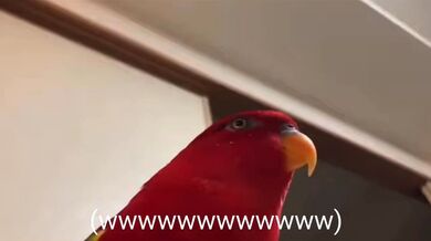 JP TWITTER PORN VIDEOS 00164344