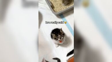 KR TWITTER PORN VIDEOS 00113523