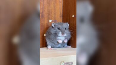 KR TWITTER PORN VIDEOS 00061941