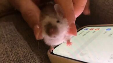KR TWITTER PORN VIDEOS 00177657