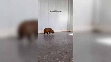 KR TWITTER PORN VIDEOS 00074990